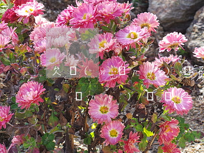 欠網(wǎng)貸Etc可以用嗎(有網(wǎng)貸沒(méi)逾期etc能不能辦)