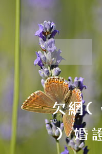 欠網(wǎng)貸一年多辦理結(jié)婚證會(huì)影響嗎-欠網(wǎng)貸一年多辦理結(jié)婚證會(huì)影響嗎知乎