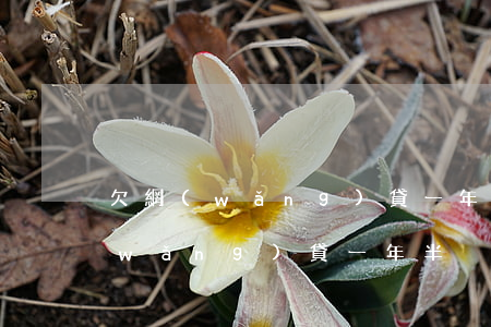 欠網(wǎng)貸一年沒還會怎么樣(網(wǎng)貸一年半沒還了會怎樣)