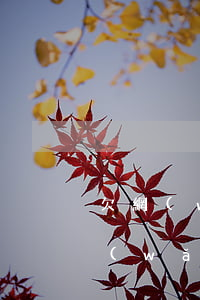 欠網(wǎng)貸一年沒還能坐高鐵嗎(網(wǎng)貸逾期了一年多還可以坐高鐵嗎)