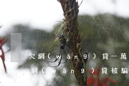 欠網(wǎng)貸一萬(wàn)元被騙(網(wǎng)貸被騙2000)