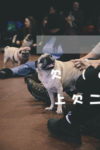 欠網(wǎng)貸三十萬(wàn)還不上(欠二三十萬(wàn)網(wǎng)貸還不了怎么辦)