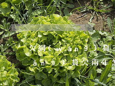 欠網(wǎng)貸三年了怎么處理(網(wǎng)貸欠兩年怎么辦)