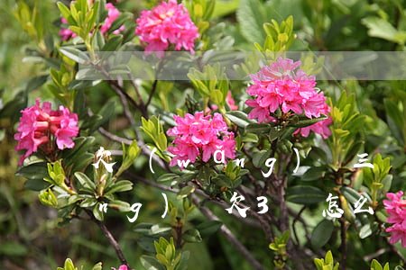 欠網(wǎng)貸三萬塊怎么還(網(wǎng)貸欠3萬怎么辦)