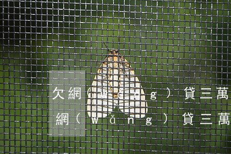 欠網(wǎng)貸三萬塊沒錢還怎么辦(欠網(wǎng)貸三萬塊沒錢還怎么辦)