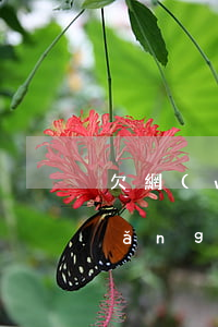 欠網(wǎng)貸上征信后還了(欠網(wǎng)貸上征信什么后果)