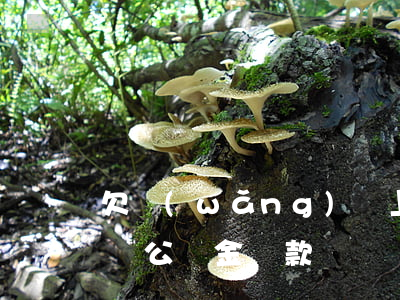 欠網(wǎng)貸上征信會(huì)影響公積金貸款嗎