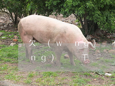 欠網(wǎng)貸不可恥視頻(欠網(wǎng)貸幾千塊錢)