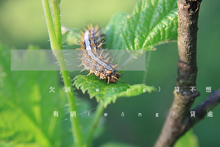 欠網(wǎng)貸不想還了名下有車(名下有網(wǎng)貸逾期沒(méi)還可以貸款買車嗎)