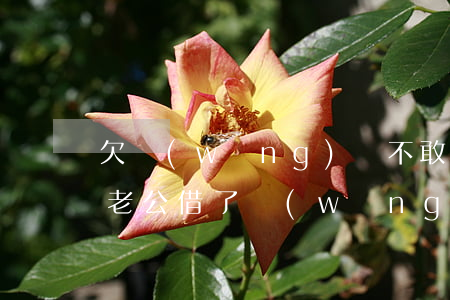 欠網(wǎng)貸不敢跟老公說怎么辦(幫老公借了網(wǎng)貸他不還怎么辦)