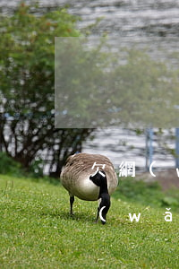 欠網(wǎng)貸不會影響賣房子吧(欠網(wǎng)貸房子會被拍賣嗎)