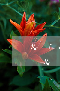 欠網(wǎng)貸不準(zhǔn)許起訴(欠網(wǎng)貸不還會(huì)不會(huì)被起訴)