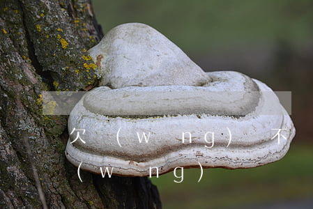 欠網(wǎng)貸不還可以做車貸嗎(欠網(wǎng)貸沒還還能做車貸嗎)