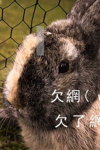 欠網(wǎng)貸不還可以向銀行借款嗎(欠了網(wǎng)貸可以申請銀行貸款)