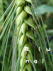 欠網(wǎng)貸不還寄花圈(欠網(wǎng)貸不還寄花圈)
