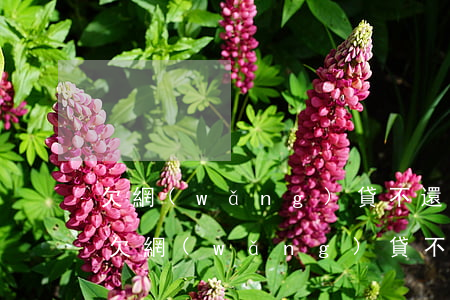 欠網(wǎng)貸不還對信用卡有影響嗎(欠網(wǎng)貸不還對信用卡有影響嗎)