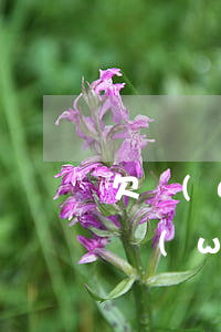 欠網(wǎng)貸不還屬于逃逸欺詐嗎(借網(wǎng)貸不還屬于詐騙嗎)
