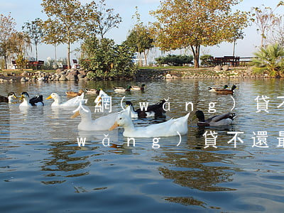 欠網(wǎng)貸不還最后怎么辦(欠網(wǎng)貸不還最后怎么辦)
