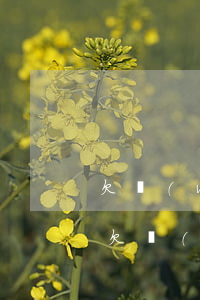 欠網(wǎng)貸不還最嚴(yán)重(欠網(wǎng)貸不還最終會怎樣)