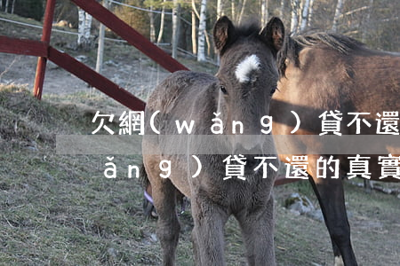 欠網(wǎng)貸不還的討論貼(欠網(wǎng)貸不還的真實(shí)案例)