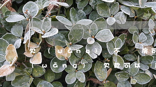 欠網(wǎng)貸不還 買房可以貸款嗎(網(wǎng)貸欠款可以貸款買房嗎)
