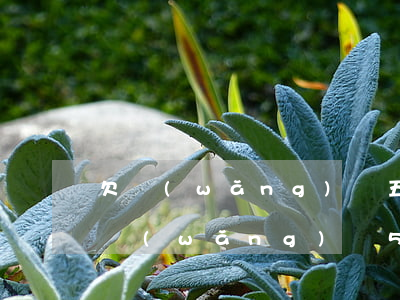 欠網(wǎng)貸五年沒還利息怎么算(欠網(wǎng)貸5年后會(huì)怎么樣)