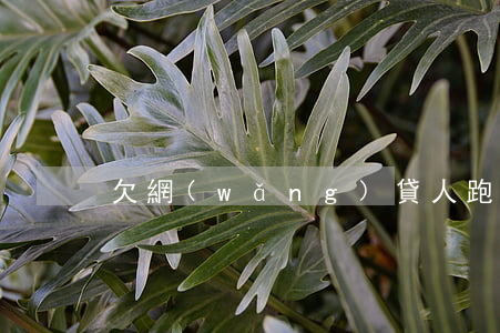 欠網(wǎng)貸人跑了怎么辦