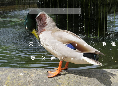 欠網(wǎng)貸他們法務會凍結支付寶嗎(欠網(wǎng)貸不還會凍結銀行卡和支付寶嗎?)