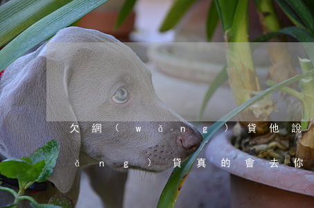 欠網(wǎng)貸他說要來我家(欠網(wǎng)貸真的會去你家嗎)
