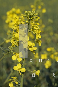 欠網(wǎng)貸信用卡100多萬怎么辦-欠網(wǎng)貸信用卡100多萬怎么辦理
