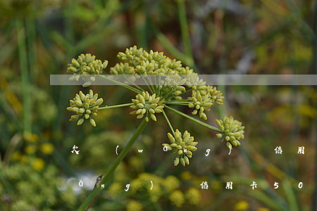 欠網(wǎng)貸信用卡五十多萬(網(wǎng)貸信用卡50多萬全部逾期怎么辦)