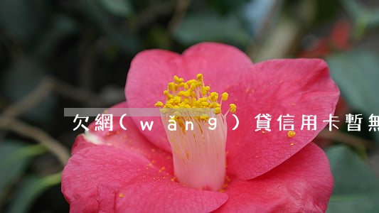 欠網(wǎng)貸信用卡暫無力償還