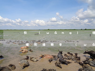 欠網(wǎng)貸信用卡無力償還怎么處理(欠信用卡網(wǎng)貸無力償還會怎樣)