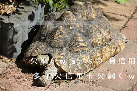 欠網(wǎng)貸信用卡的錢還不起兩年多了(欠信用卡欠網(wǎng)貸沒錢還怎么辦?)