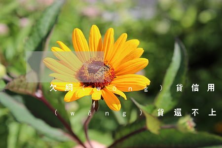 欠網(wǎng)貸信用卡還不上了咋辦(網(wǎng)貸還不上信用卡能繼續(xù)使用嗎)