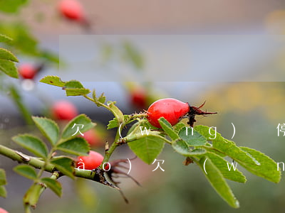 欠網(wǎng)貸停機(jī)保號(hào)(欠網(wǎng)貸被訴前保全)