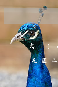 欠網(wǎng)貸催收狗送花圈(催收送的花圈已經(jīng)到了)