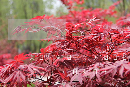 欠網(wǎng)貸兩萬借銀行三萬(網(wǎng)貸欠兩千)