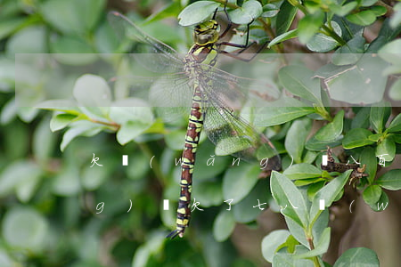欠網(wǎng)貸八百還不上(網(wǎng)貸欠了七八萬(wàn)還不起怎么辦)