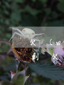欠網(wǎng)貸公司會(huì)查的到嗎(欠網(wǎng)貸公司會(huì)查的到嗎)