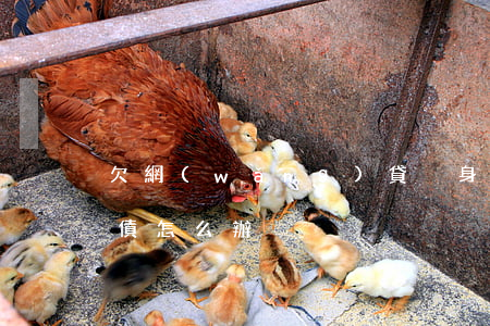 欠網(wǎng)貸凈身出戶(凈身出戶欠的債怎么辦)