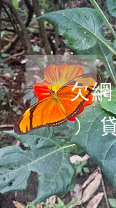 欠網(wǎng)貸判刑吧(欠網(wǎng)貸會(huì)被判死刑嗎)