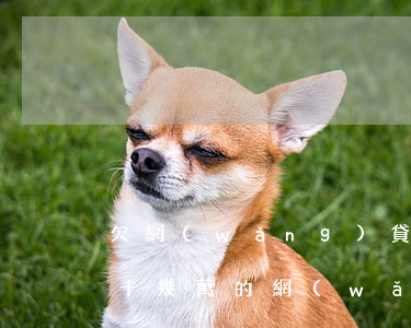 欠網(wǎng)貸十幾萬還不起咋辦(欠了十幾萬的網(wǎng)貸還不了怎么辦)