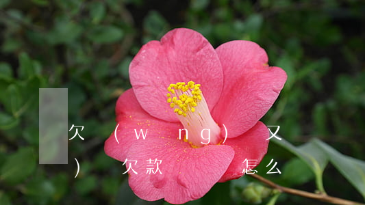 欠網(wǎng)貸又沒錢還(網(wǎng)貸欠款沒錢還怎么辦)