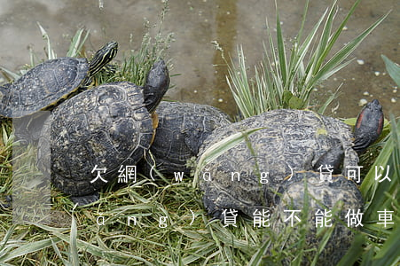 欠網(wǎng)貸可以做車貸嗎(有網(wǎng)貸能不能做車貸)