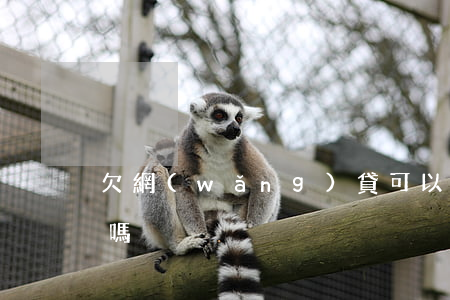 欠網(wǎng)貸可以委托律師延期一年嗎