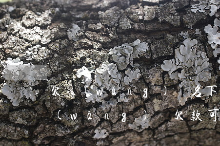 欠網(wǎng)貸名下有房子會查封嗎(網(wǎng)貸欠款可以查封房子嗎)