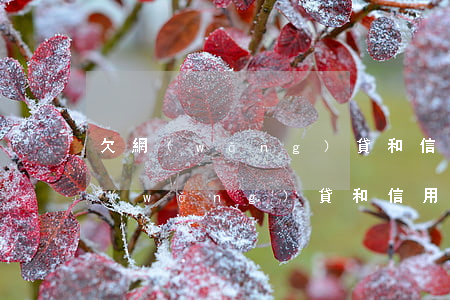 欠網(wǎng)貸和信用卡如何翻身(欠網(wǎng)貸和信用卡如何翻身)