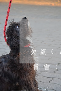 欠網(wǎng)貸在逃(欠網(wǎng)貸會(huì)成為在逃人員嗎)