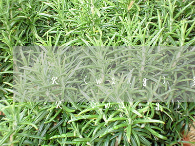 欠網(wǎng)貸多少天不能使用身份證(欠網(wǎng)貸身份證可以用嗎)